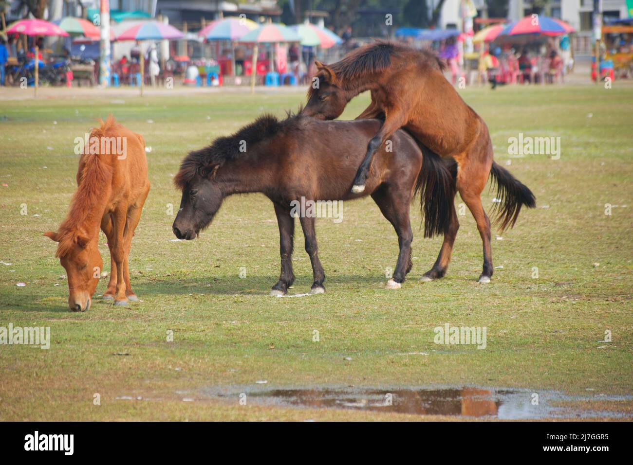 Mating Horse Close Up Stallion mating hi-res stock photography and images - Alamy