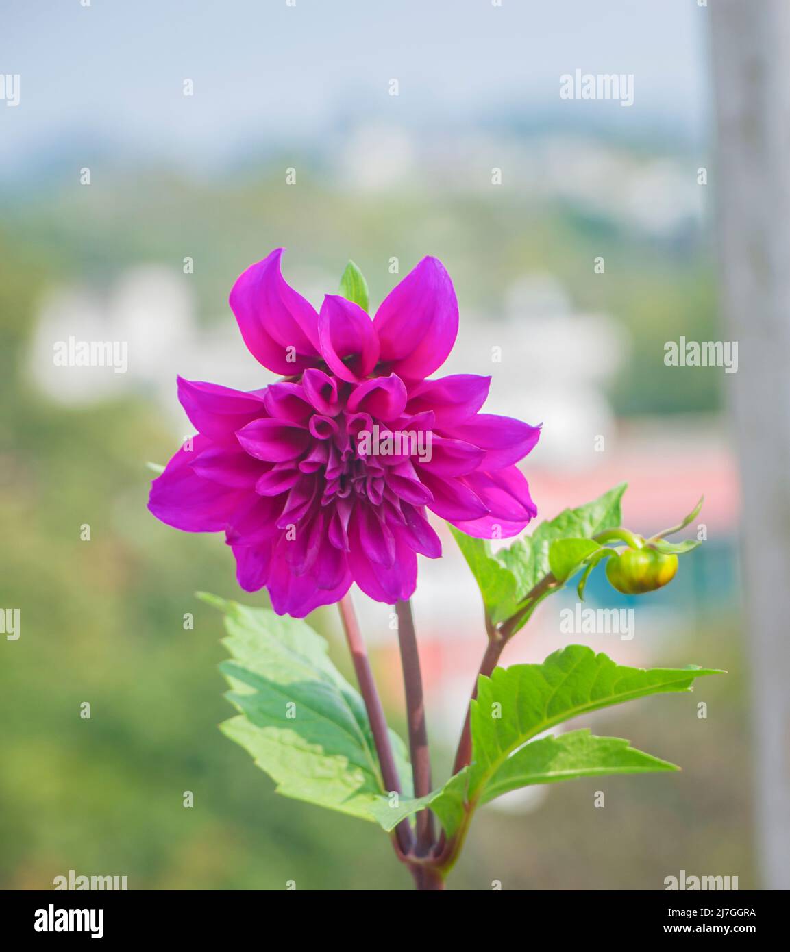 Dahlia pinnata is a species in the genus Dahlia. Stock Photo