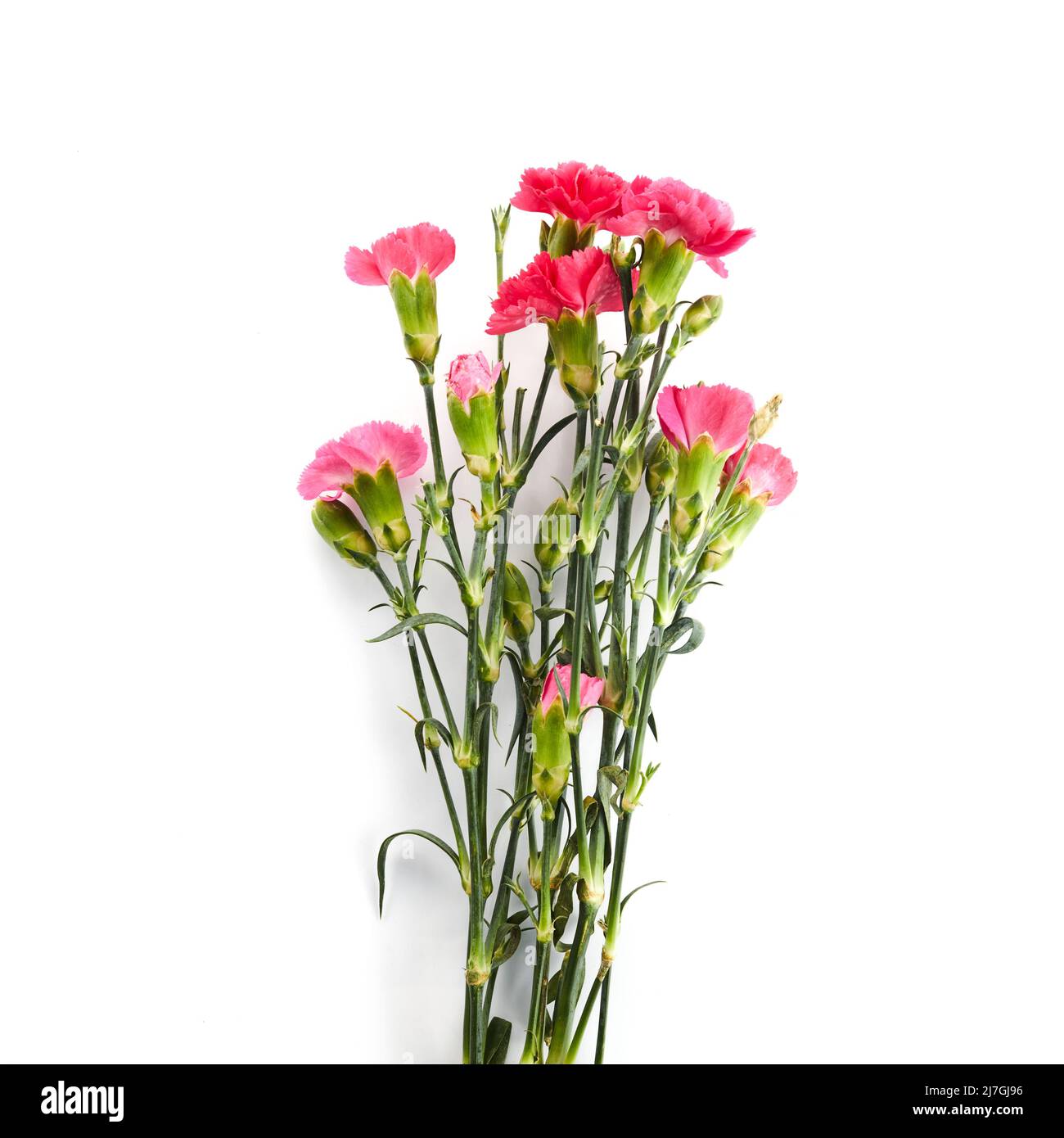 Branch pink carnation flowers isolated on white background Stock Photo ...