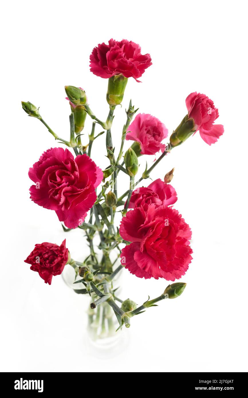 Branch pink carnation flowers isolated on white background Stock Photo ...