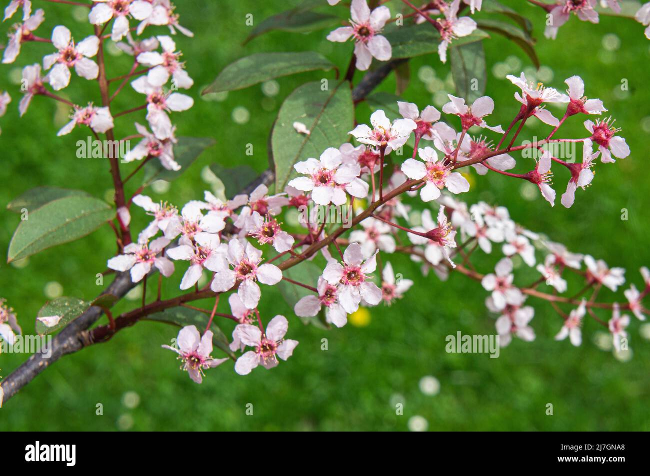 European Bird Cherry, Prunus padus 'Colorata‘, flowering in Pruhonice, Czech Republic on May 76, 2022.  (CTK Photo/Libor Sojka) Stock Photo
