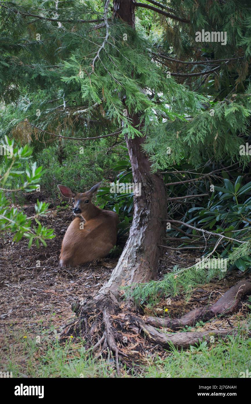Deer resting under tree hi-res stock photography and images - Alamy