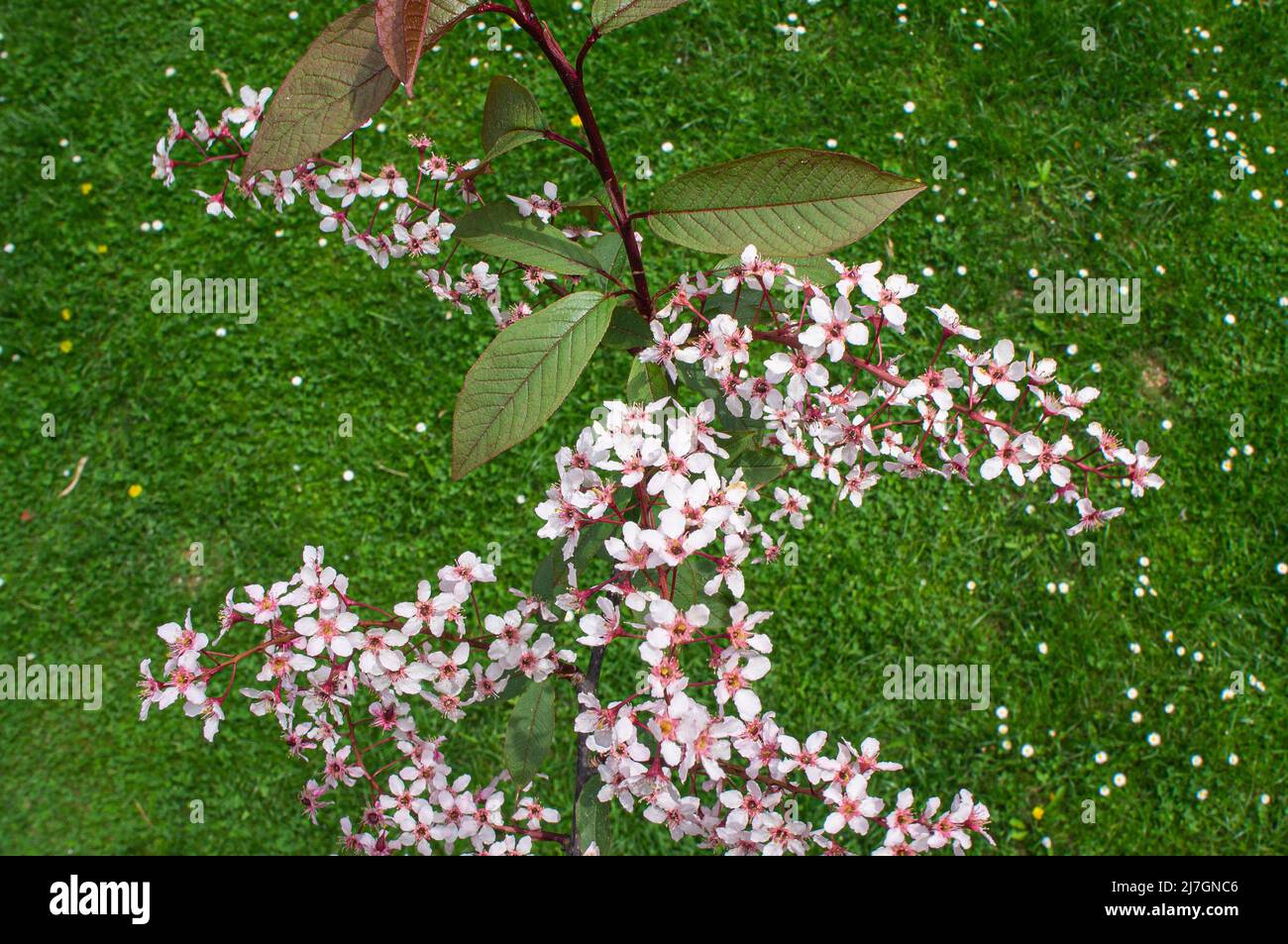 European Bird Cherry, Prunus padus 'Colorata‘, flowering in Pruhonice, Czech Republic on May 76, 2022.  (CTK Photo/Libor Sojka) Stock Photo
