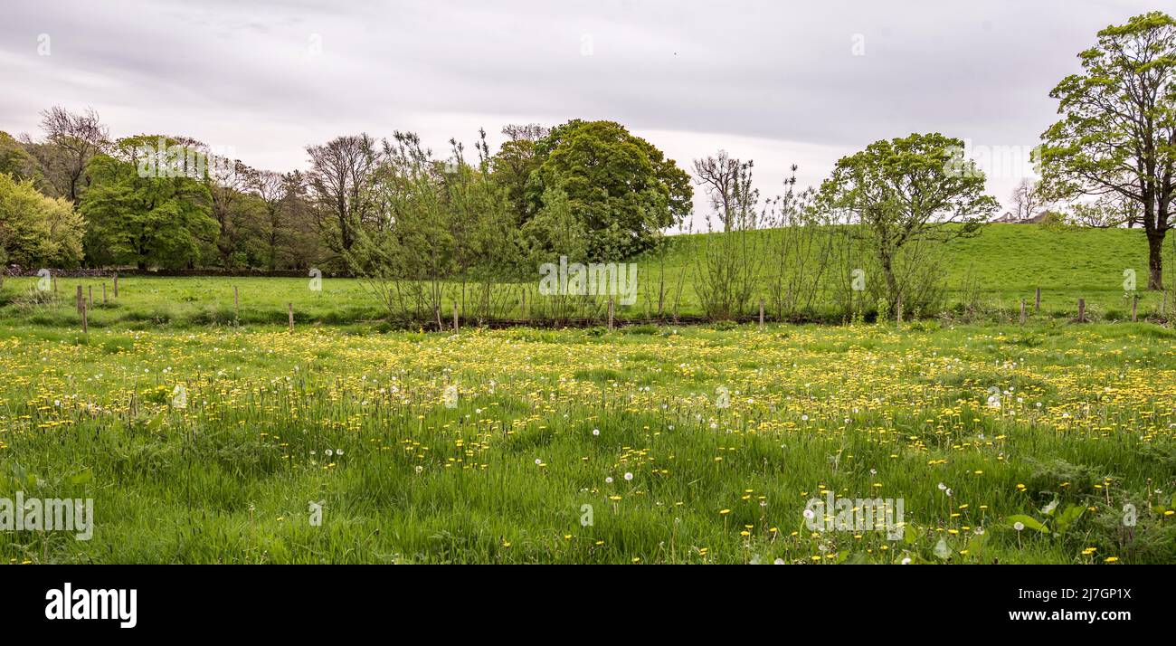 Traditional spiling technique hi-res stock photography and images - Alamy