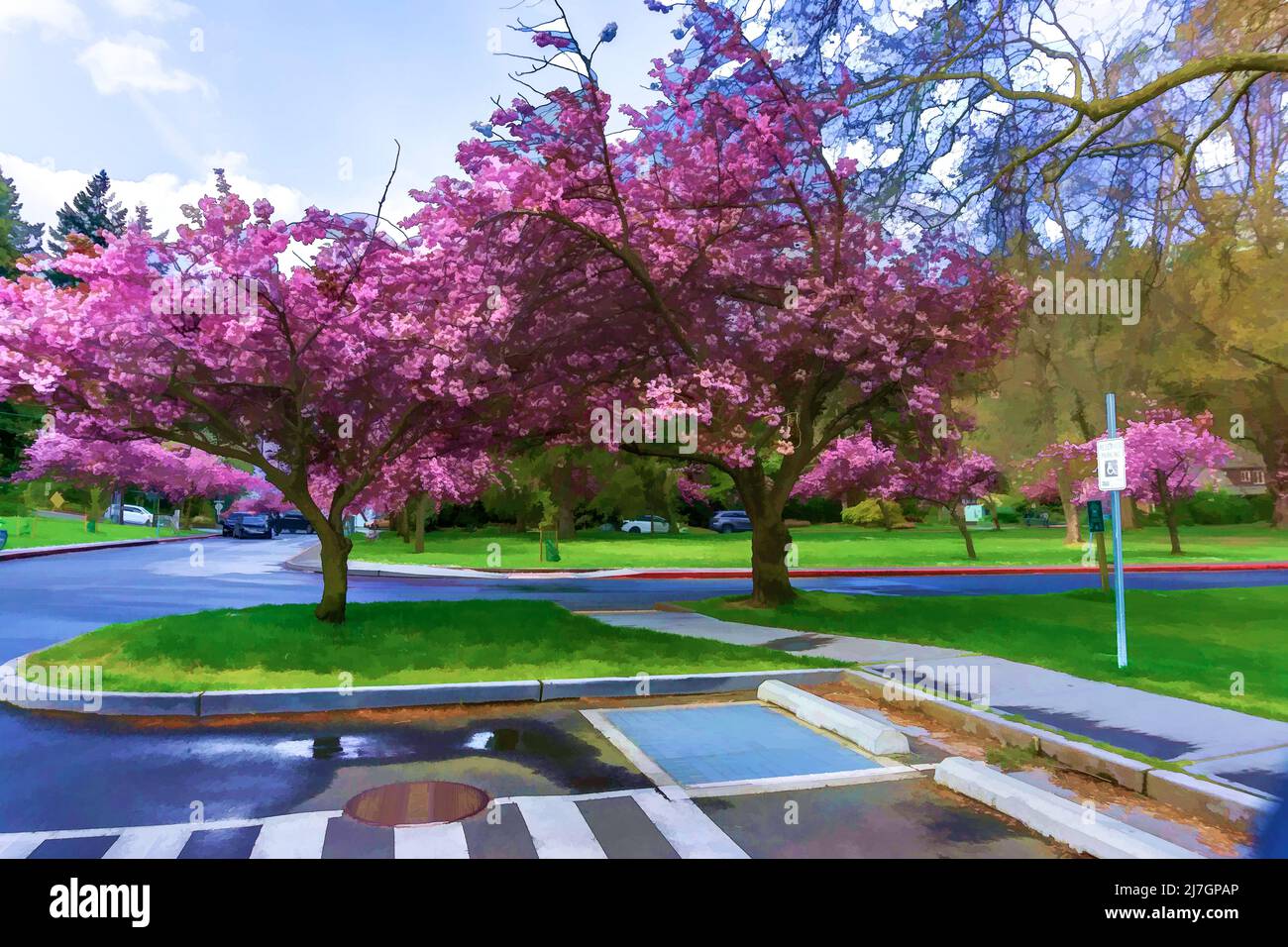 Cherry trees bloom along the road at Seward Park in Washington State ...