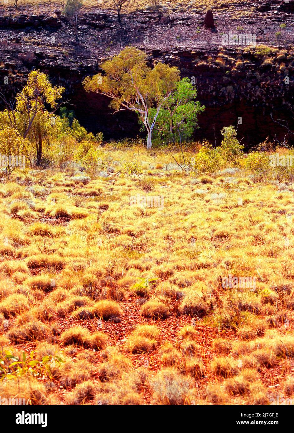 Eucalyptus gum trees and spinifex grass, Pilbara, Western Australia Stock Photo