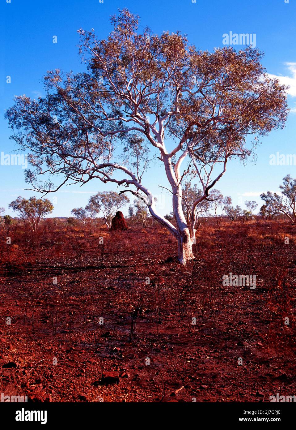 Eucalyptus gum tree, Pilbara, Western Australia Stock Photo