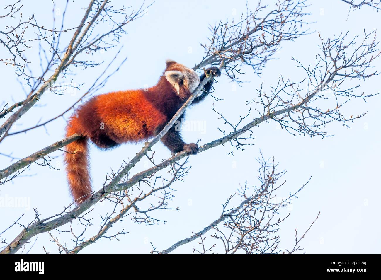 YEESAM ART Pittura Ad Olio Numerata Su Tela Di Lino 40x50cm - Quadro Fai Da Te Con Colori Acrilici - Ailurus Fulgens (Panda Rosso)