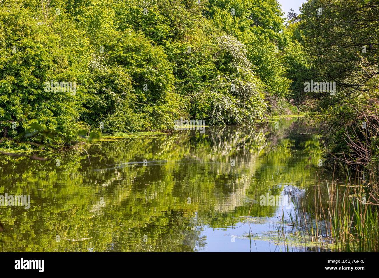 Green trees reflecting in The Royal Military Canal, Hythe, Kent Stock