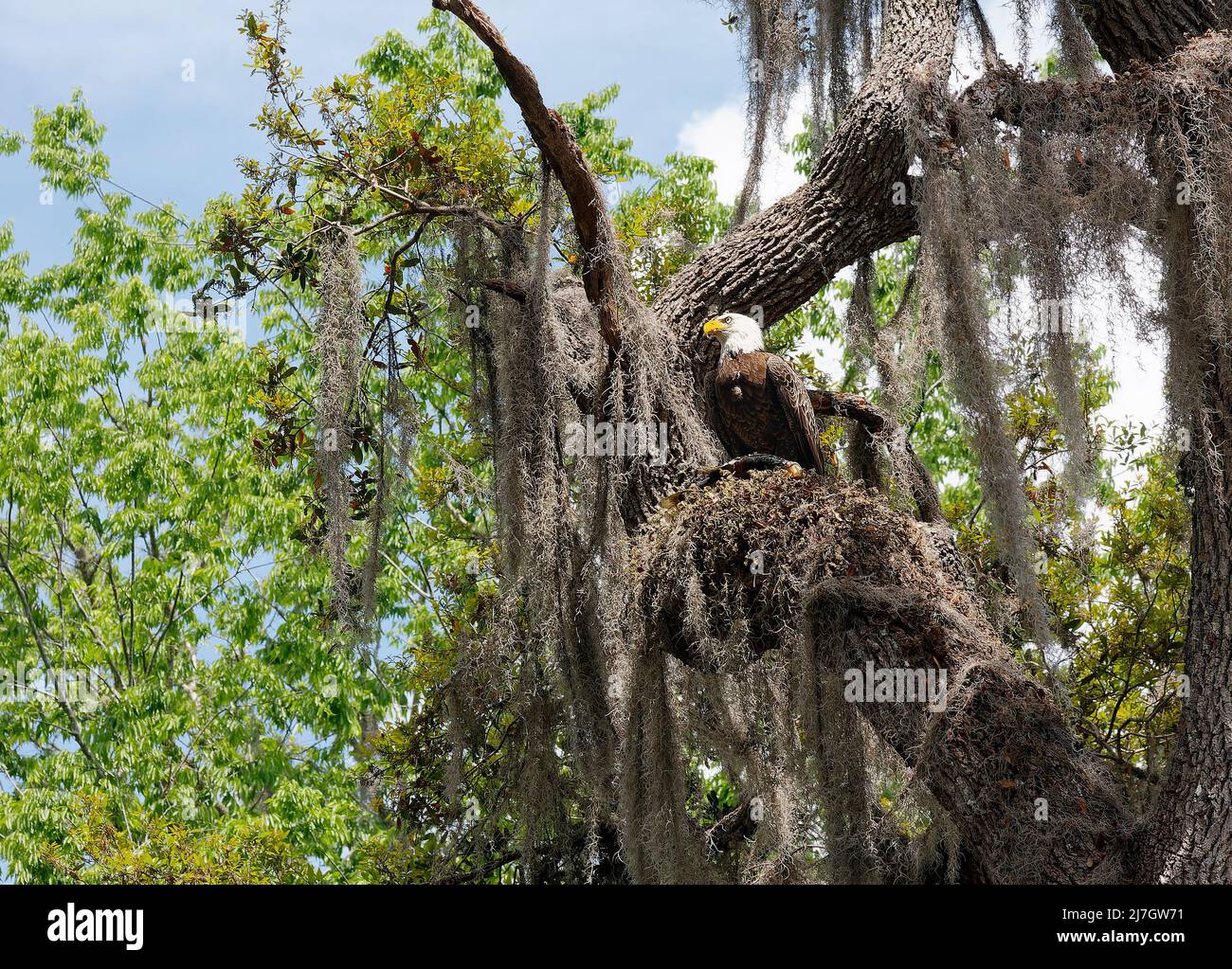 Bald eagle, sitting in tree, with fish, bird, animal; wildlife, nature ...