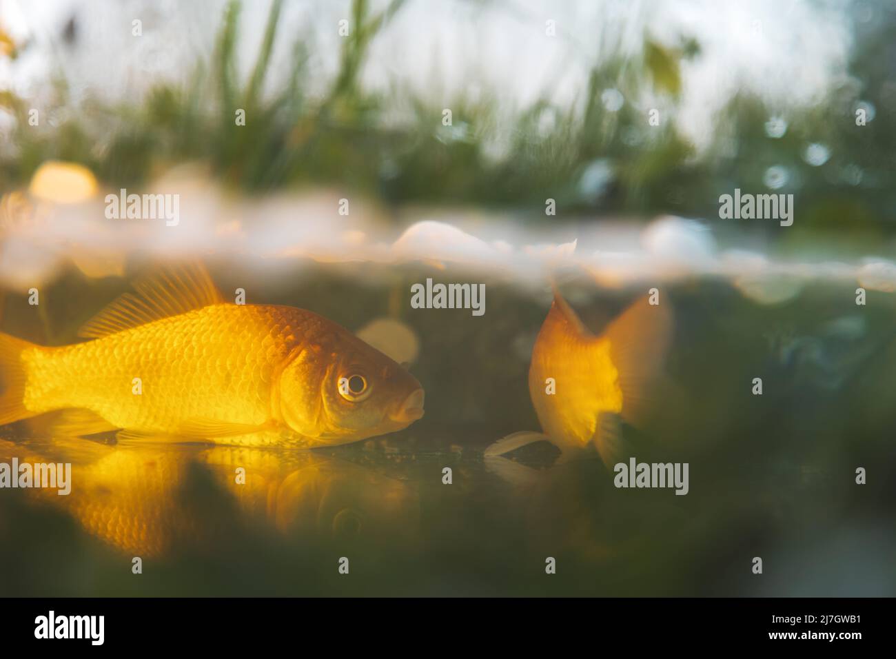 crucian carp in the sun in shallow water Stock Photo