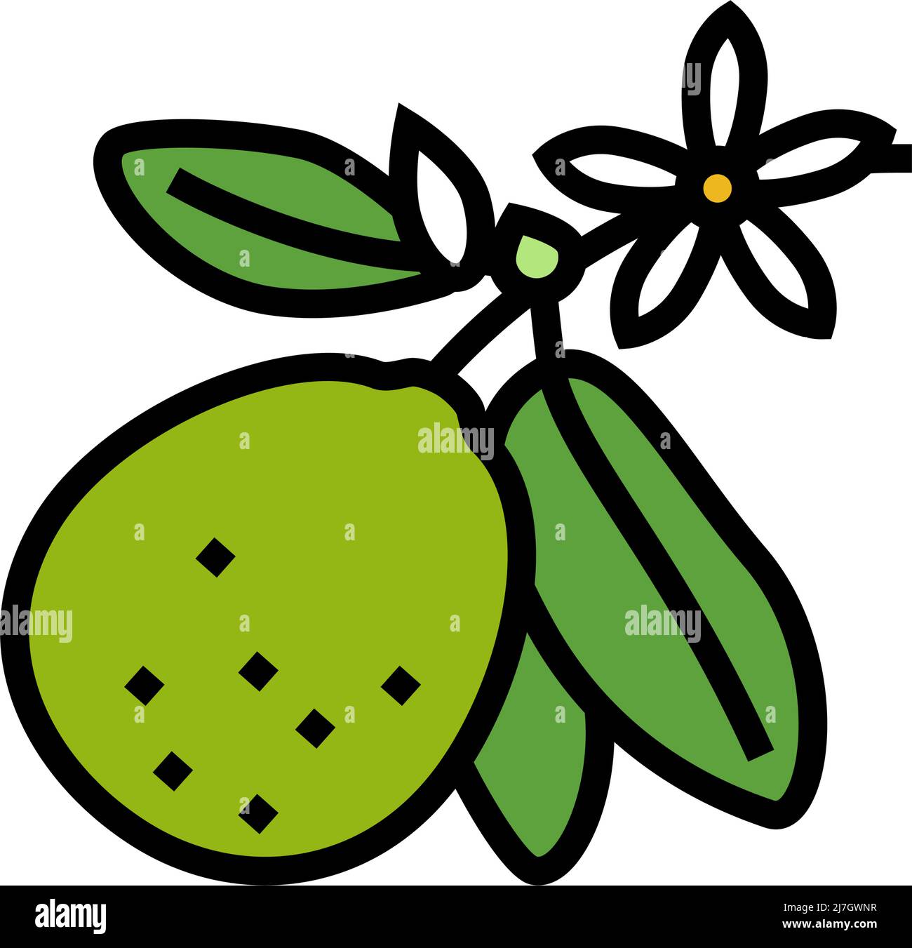 lime blossom color icon vector illustration Stock Vector Image & Art ...