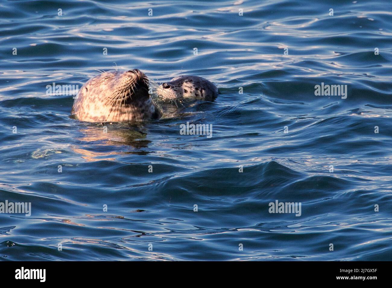 Harbor Seal mother and pup swimming in a cove in Pacific Grove California, USA. Stock Photo