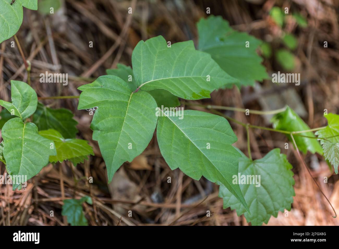 Poison Ivy Plant High Resolution Stock Photography and Images - Alamy