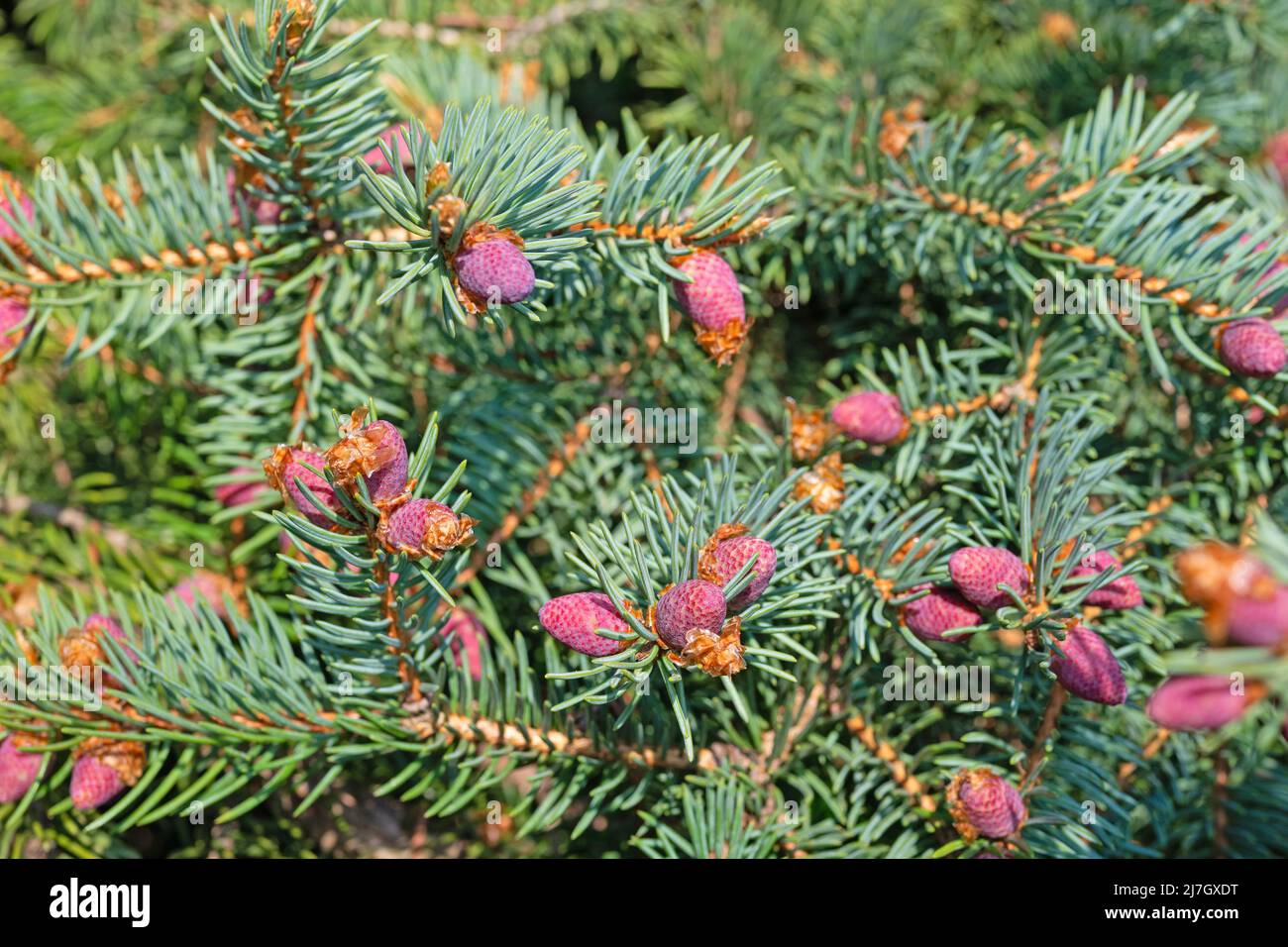 Flowers of Norway spruce, Picea, in spring Stock Photo
