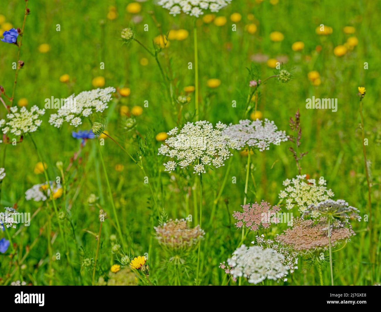 Wildflower meadow with wild carrot and hawkweed Stock Photo