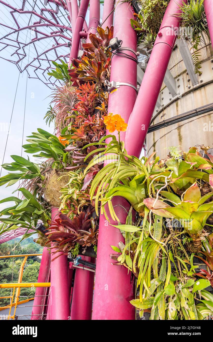 Vertically planted supertrees by day, Gardens by the Bay, Singapore Stock Photo