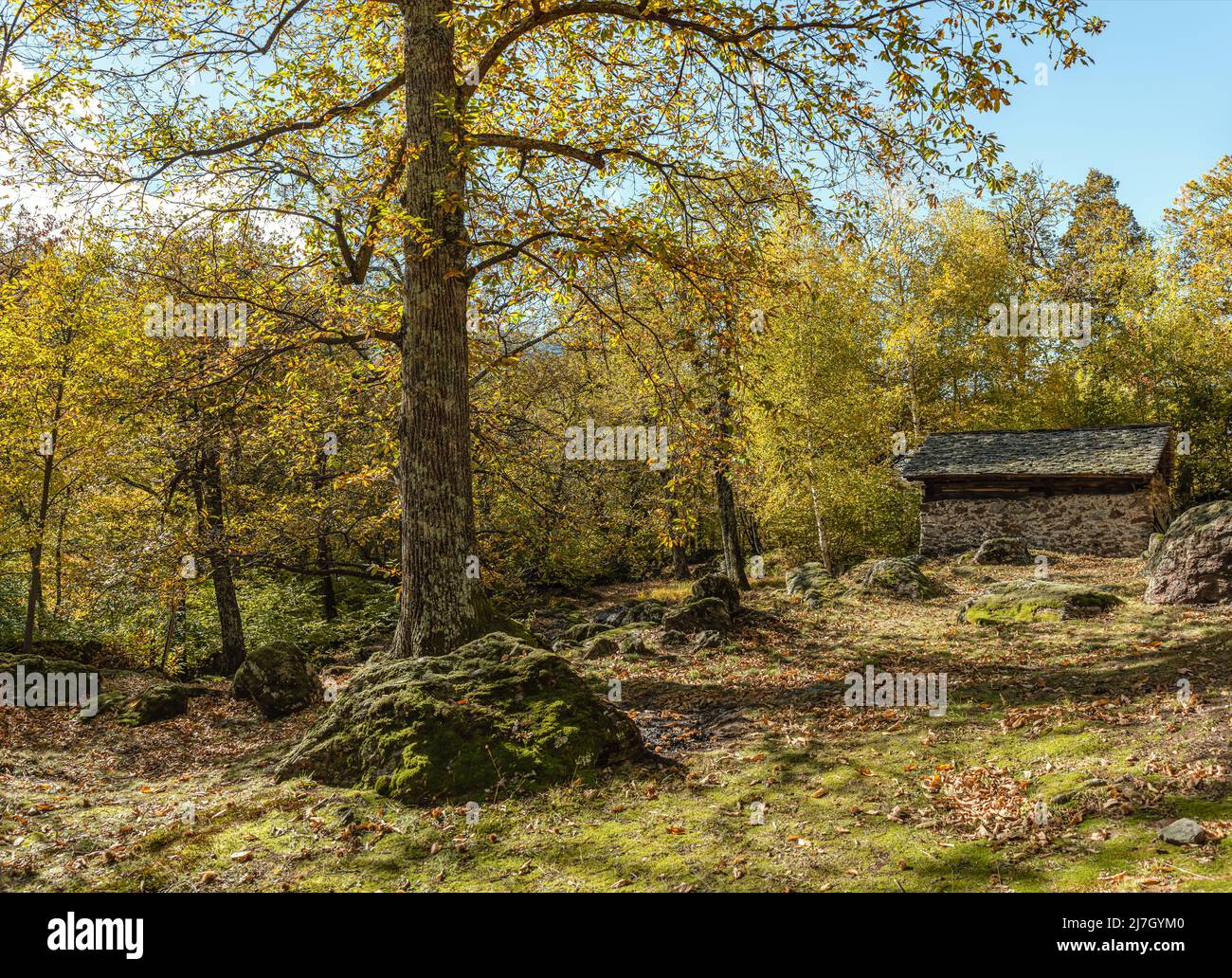 Chestnut tree forest at the Bregaglia Valley near Soglio in autumn, Grisons, Switzerland Stock Photo