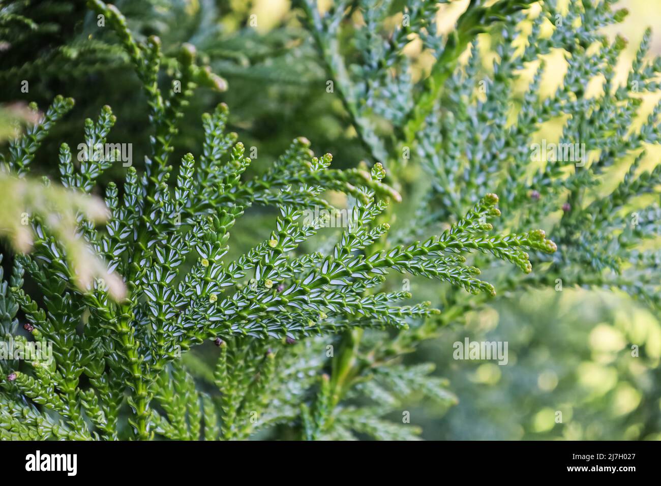 Evergreen leaves on branch of Thujopsis in the family Cupressaceae. Bright Thujopsis dolabrata in the spring. It is also called hiba, false arborvitae Stock Photo