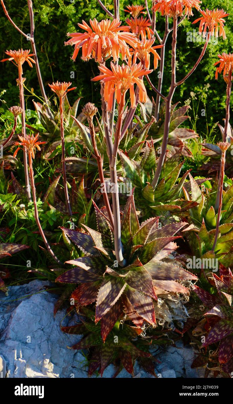 Aloe flower hi-res stock photography and images - Alamy