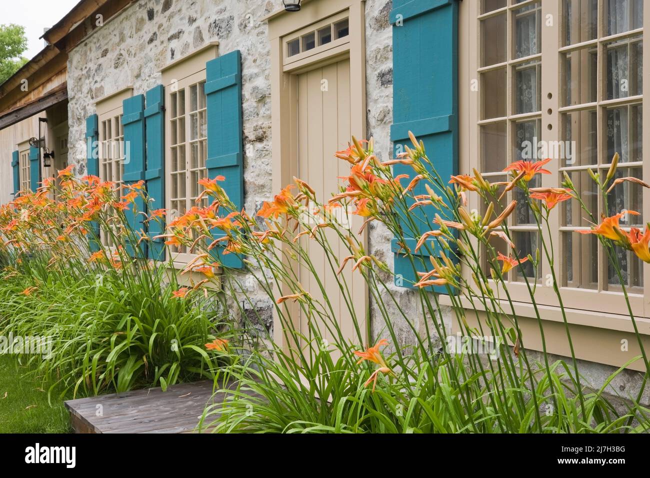 Tan wood plank entrance door and windows with teal blue shutters on old 1722 fieldstone home in summer. Stock Photo