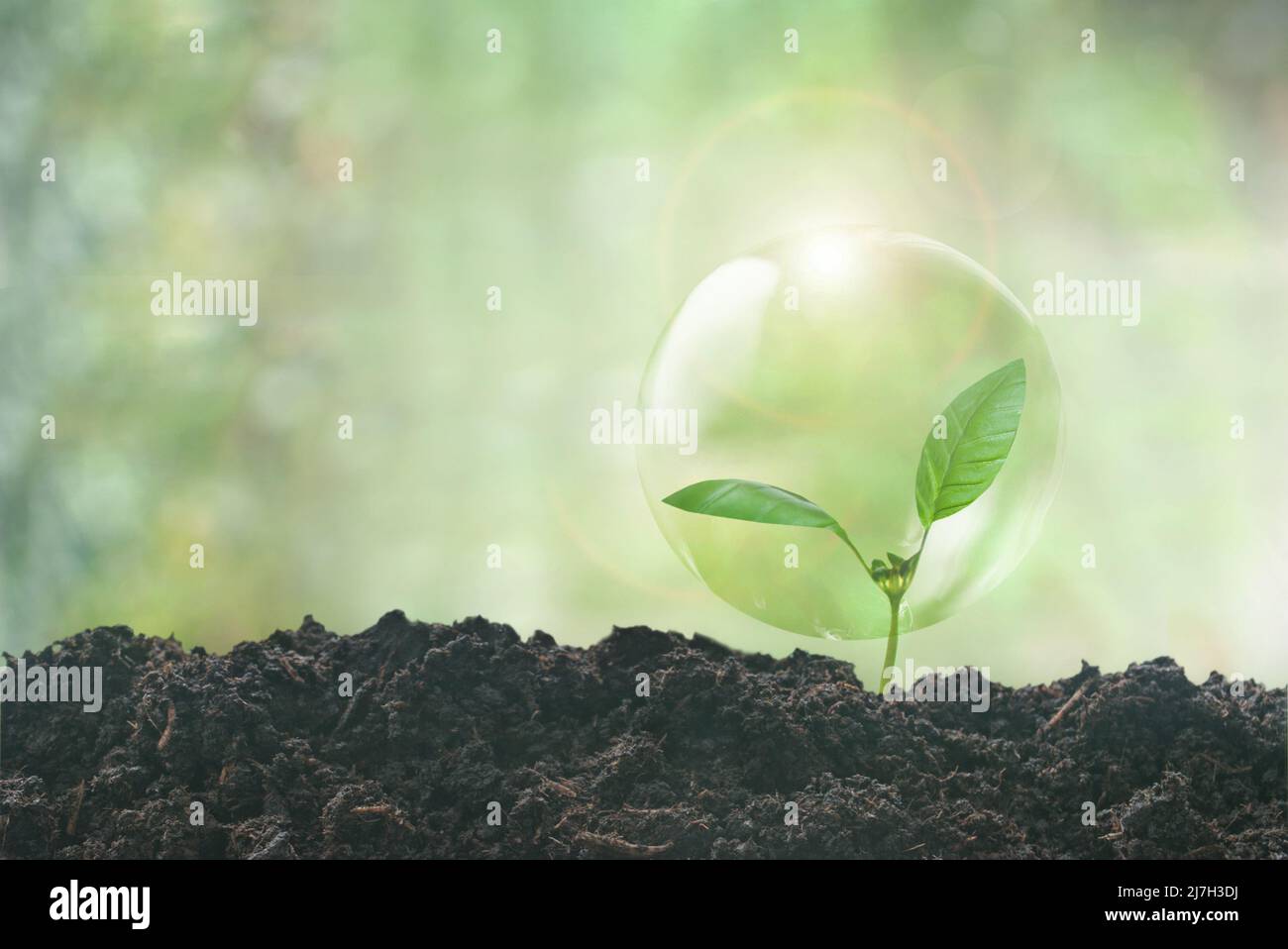 Seedling inside a protective sphere, growth, renewable sustainable energy concept Stock Photo