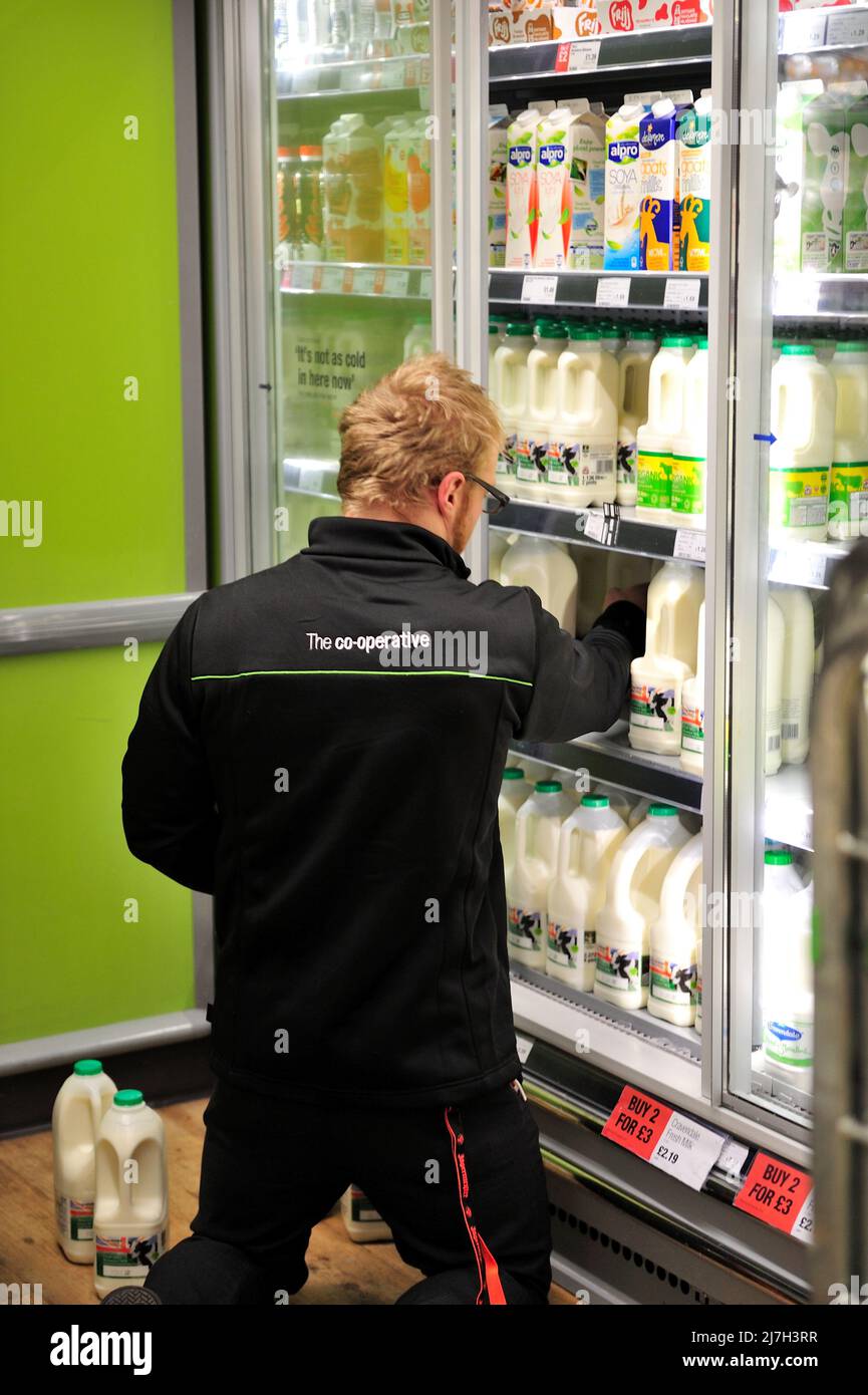 Shop assistant organizing the milk in shop refrigerator, Co-Operative supermarket, UK Stock Photo