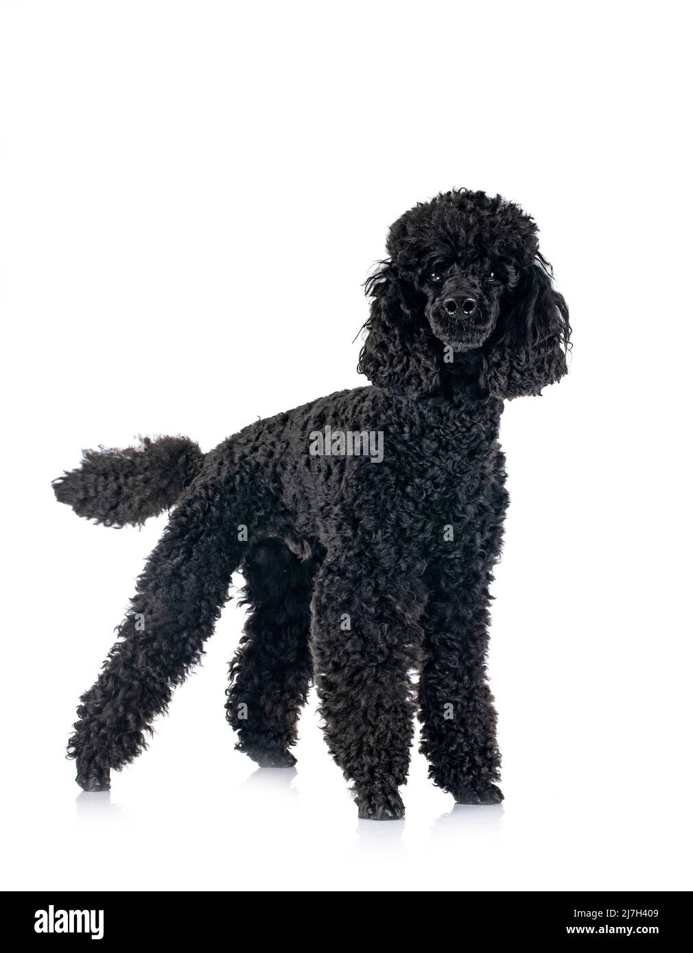black poodle in front of white background Stock Photo - Alamy