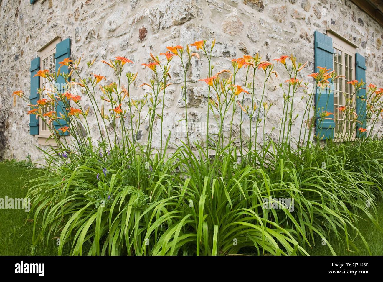 Orange Hemerocallis - Daylilies and tan wood windows with teal blue shutters on old 1722 fieldstone home in summer. Stock Photo