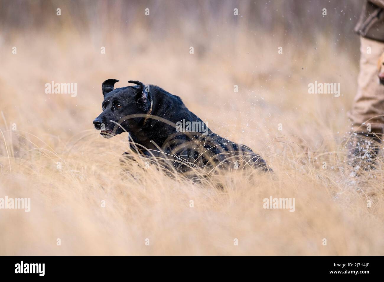 A Black Labrador Retriever training on a spring afternoon Stock Photo ...