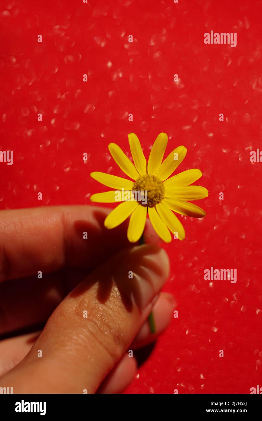 Female fingers with yellow tender fresh spring flower on red background ...