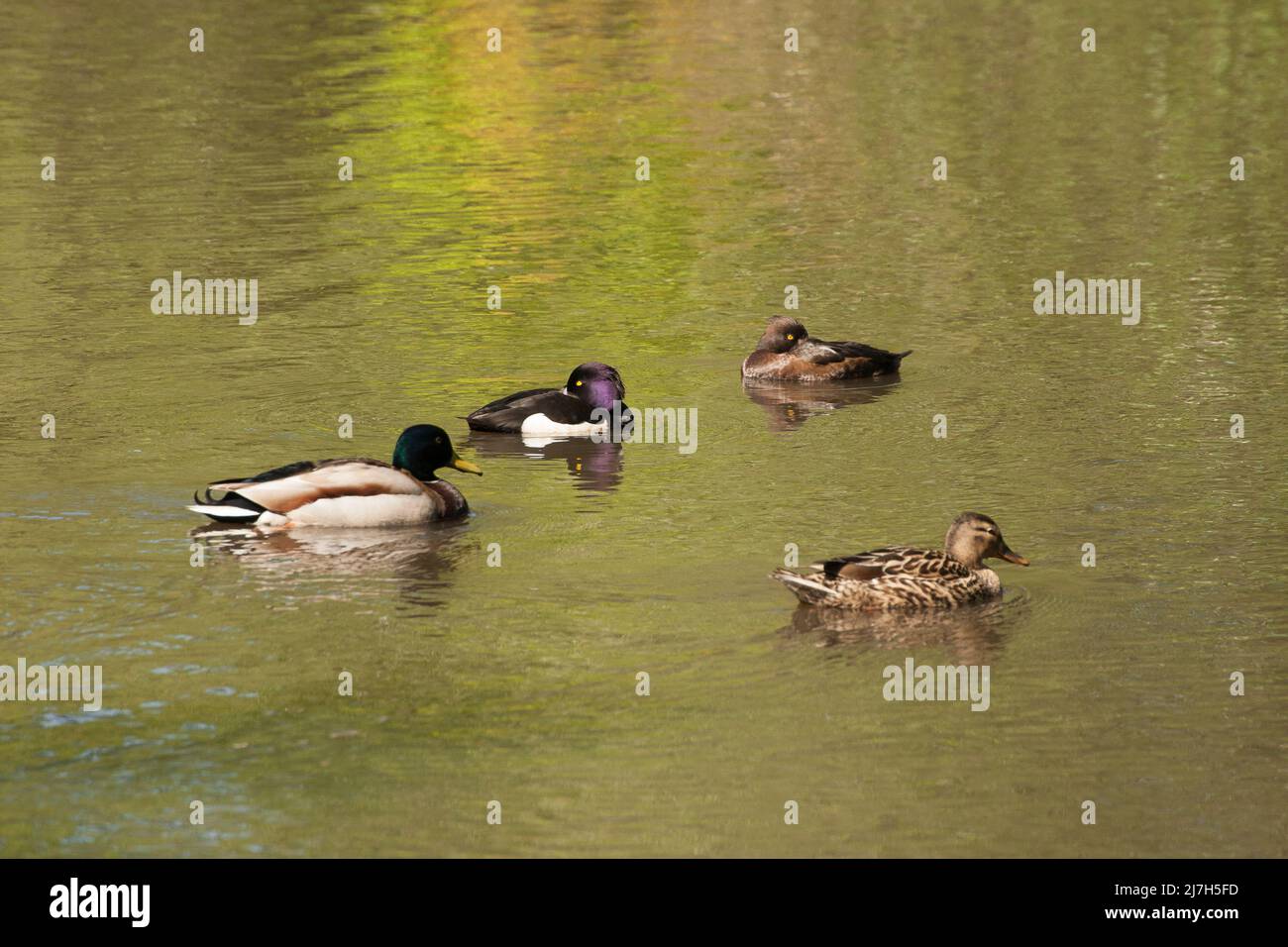 Strawberry Hill Pond Epping Forest Essex England UK Stock Photo Alamy
