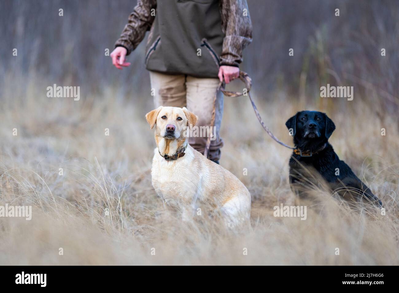 Dog training with a Yellow and Black Labrador Retriever on a late ...