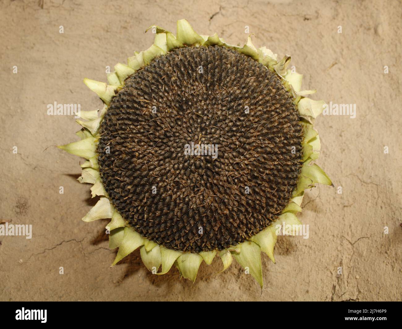 Sunflower seed head details Background, Helianthus seedpod detail Stock