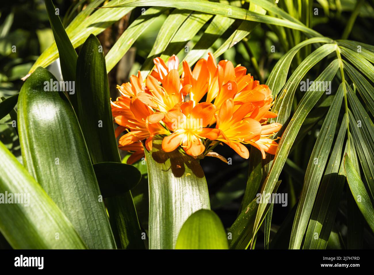 Clivia miniata flowers grow and bloom in the botanical garden Stock Photo