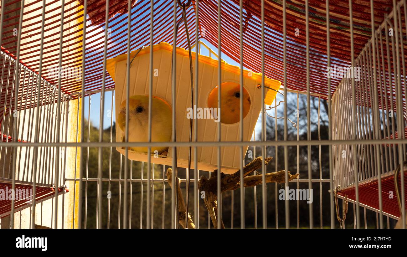 birds in a cage Stock Photo