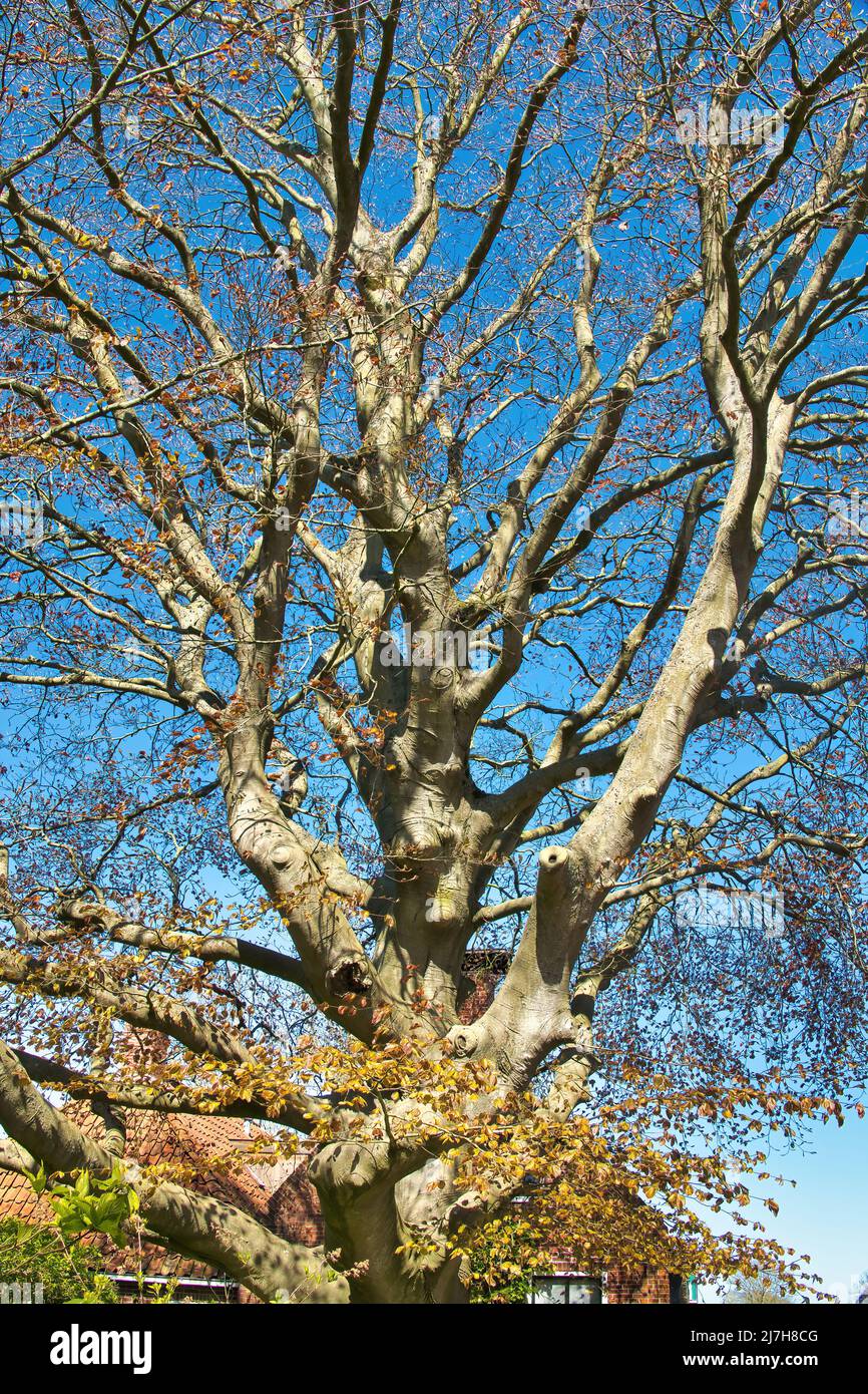 Monumental red beech tree (Fagus sylvatica Atropunicea) against a blue sky in early spring. Stock Photo
