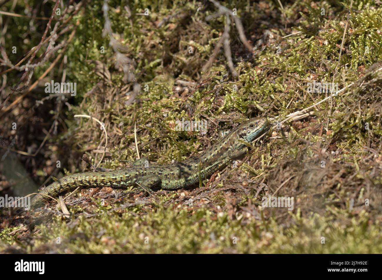 Common lizard or Viviparous lizard Stock Photo