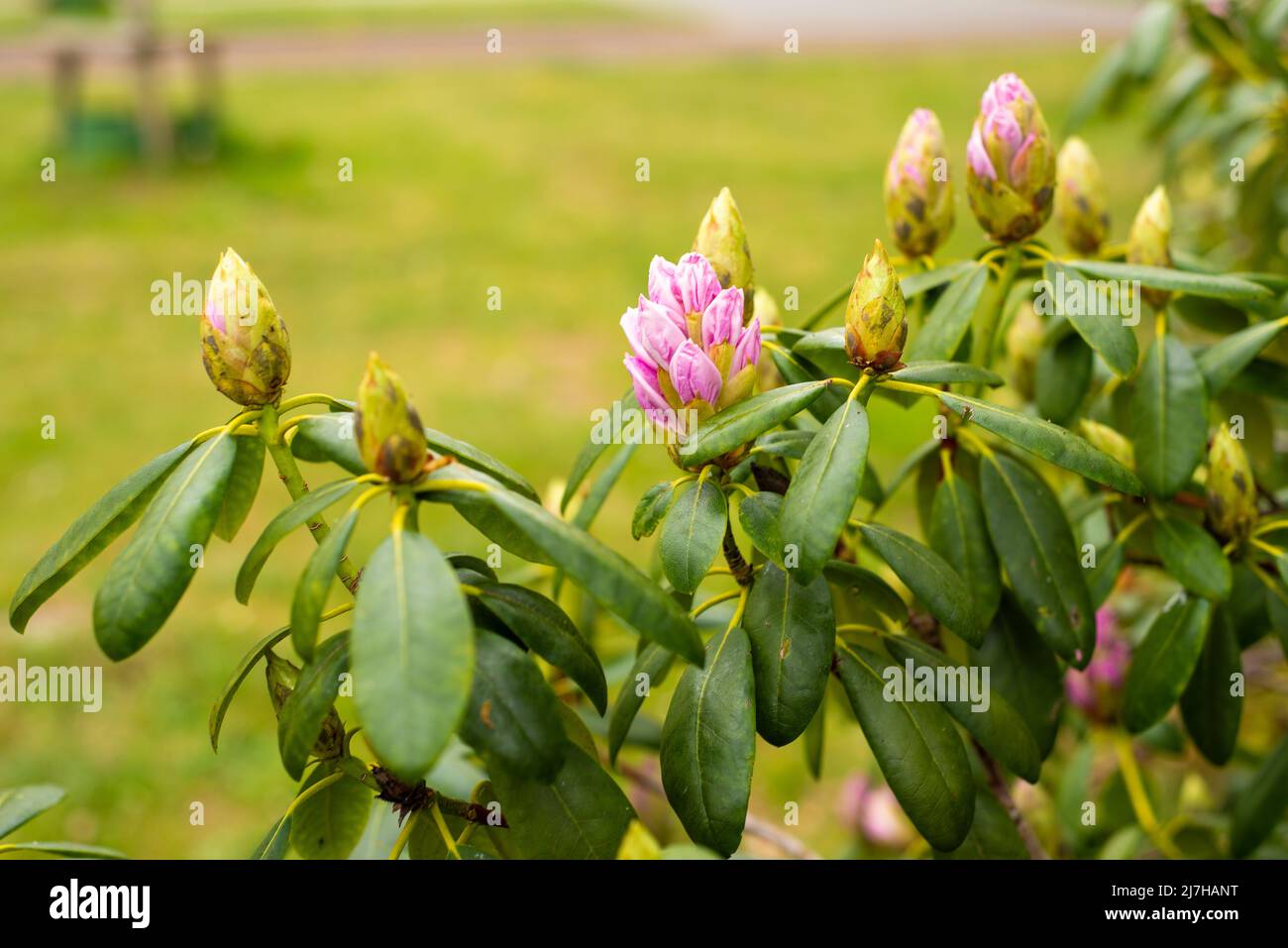 many pink purple rhododendron buds in the spring garden Stock Photo