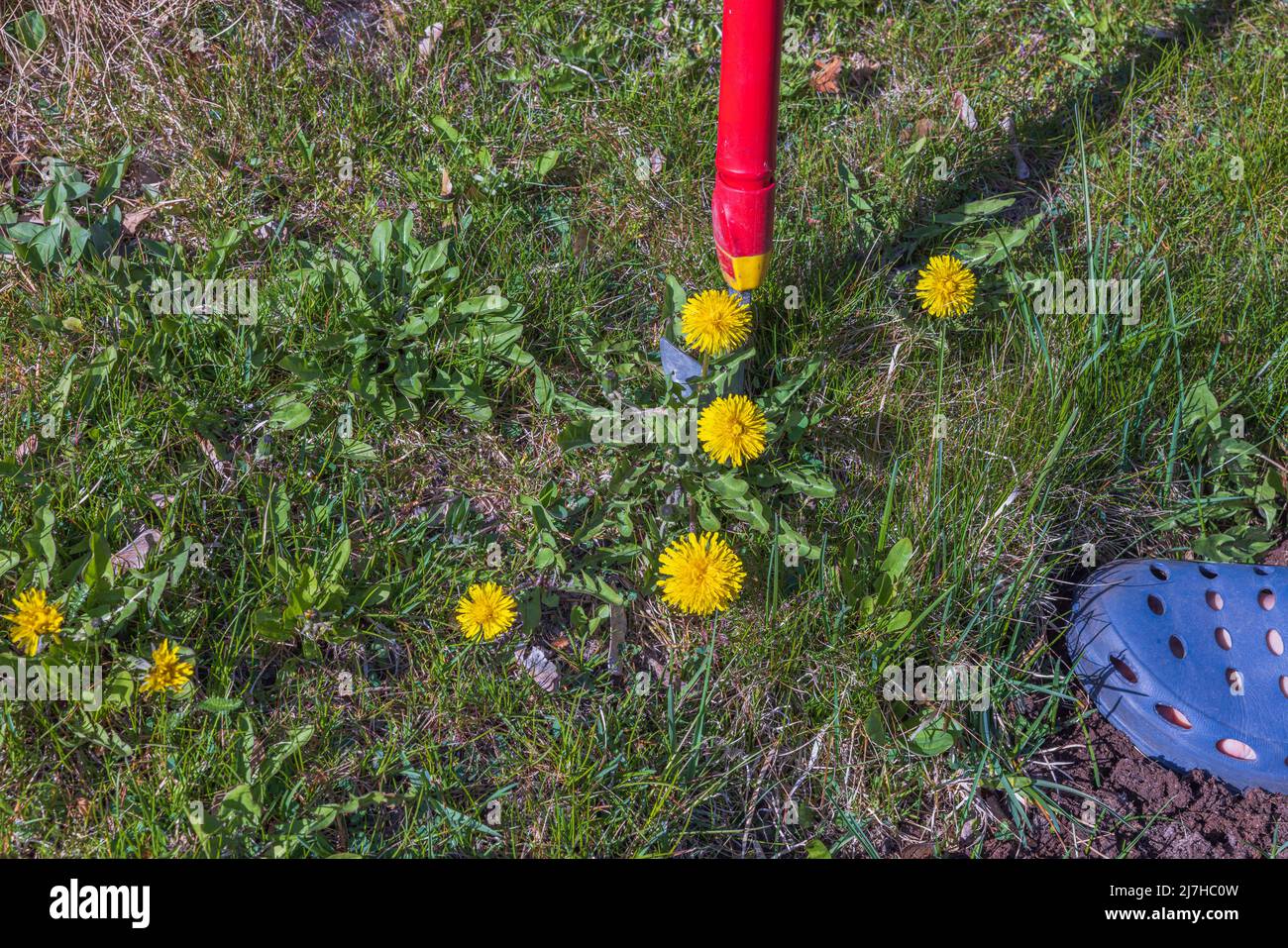 Close up view of man uprooting dandelion weeds from lawn. Sweden. Stock Photo
