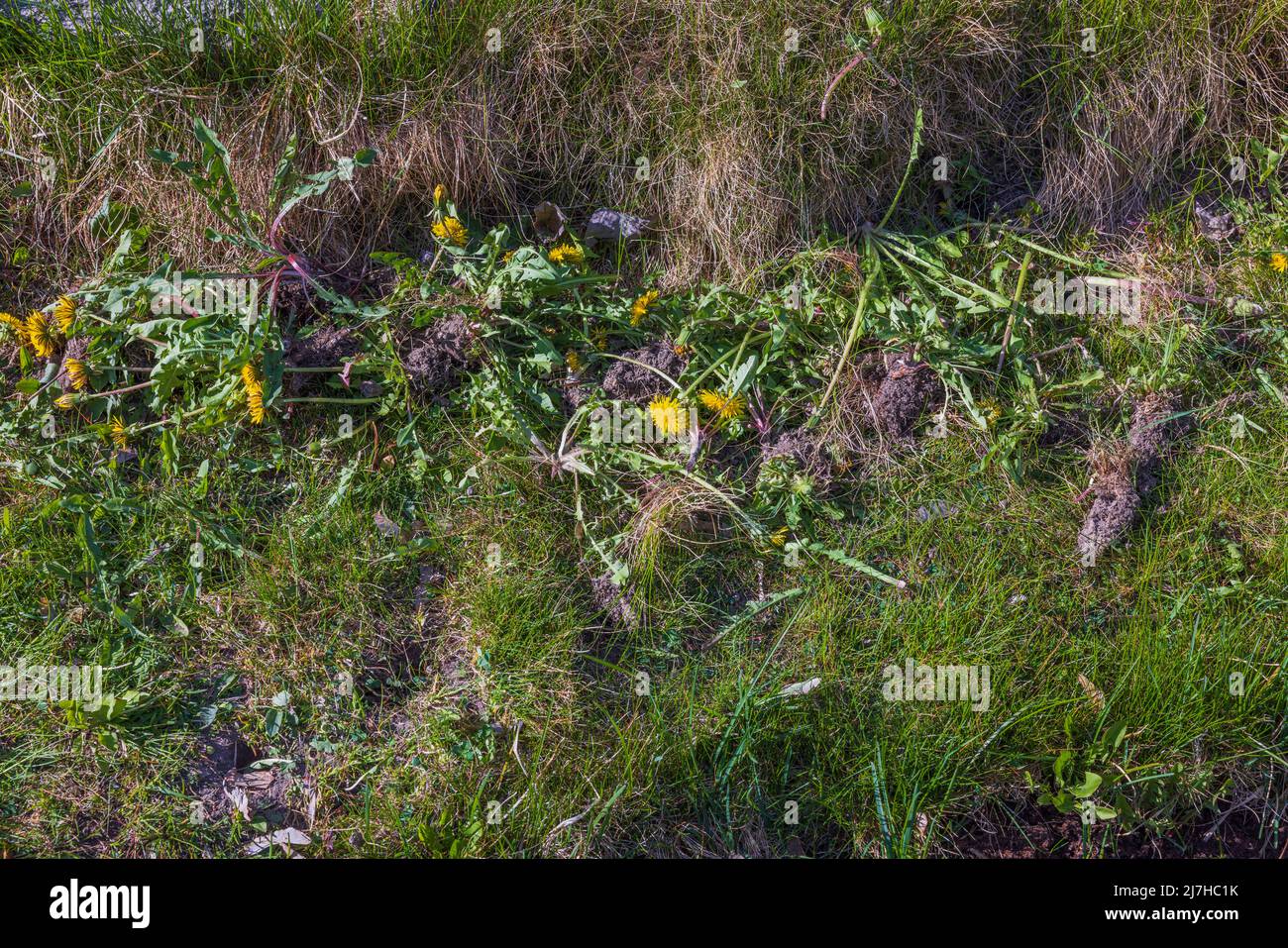 Close up of uprooted dandelion weeds lying on lawn. Sweden. Stock Photo