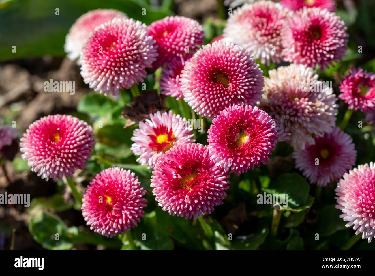 Close up of pink common daisy (bellis perennis) flowers in bloom Stock Photo