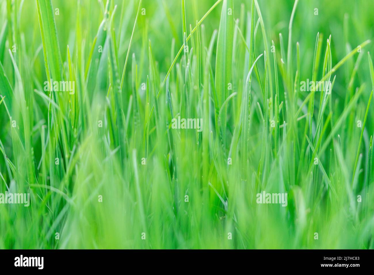 Background of green fresh grass side view spear space Stock Photo