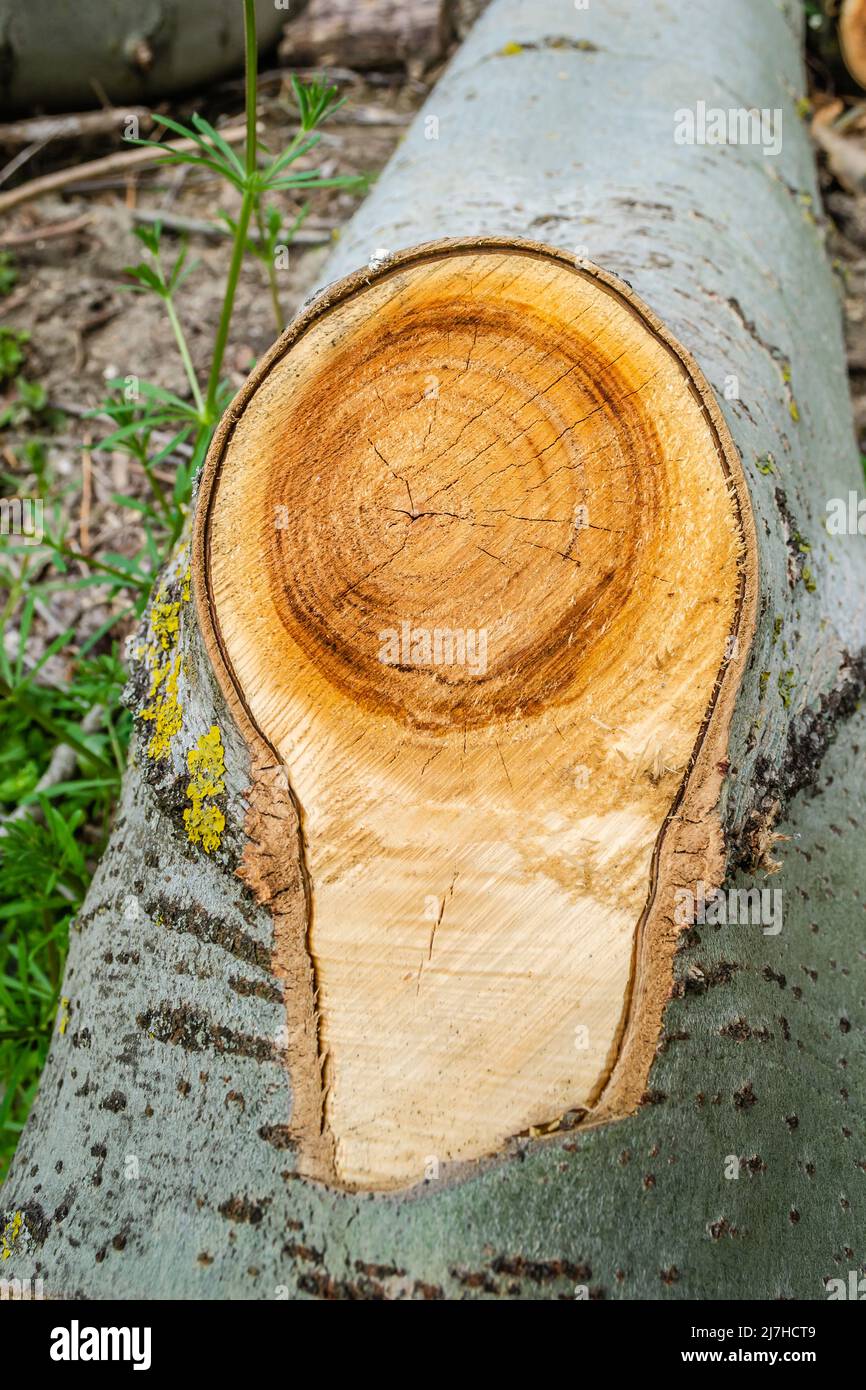 View of the cleared forest. View of the felled Topola tree and its rings. Planned deforestation. Stock Photo