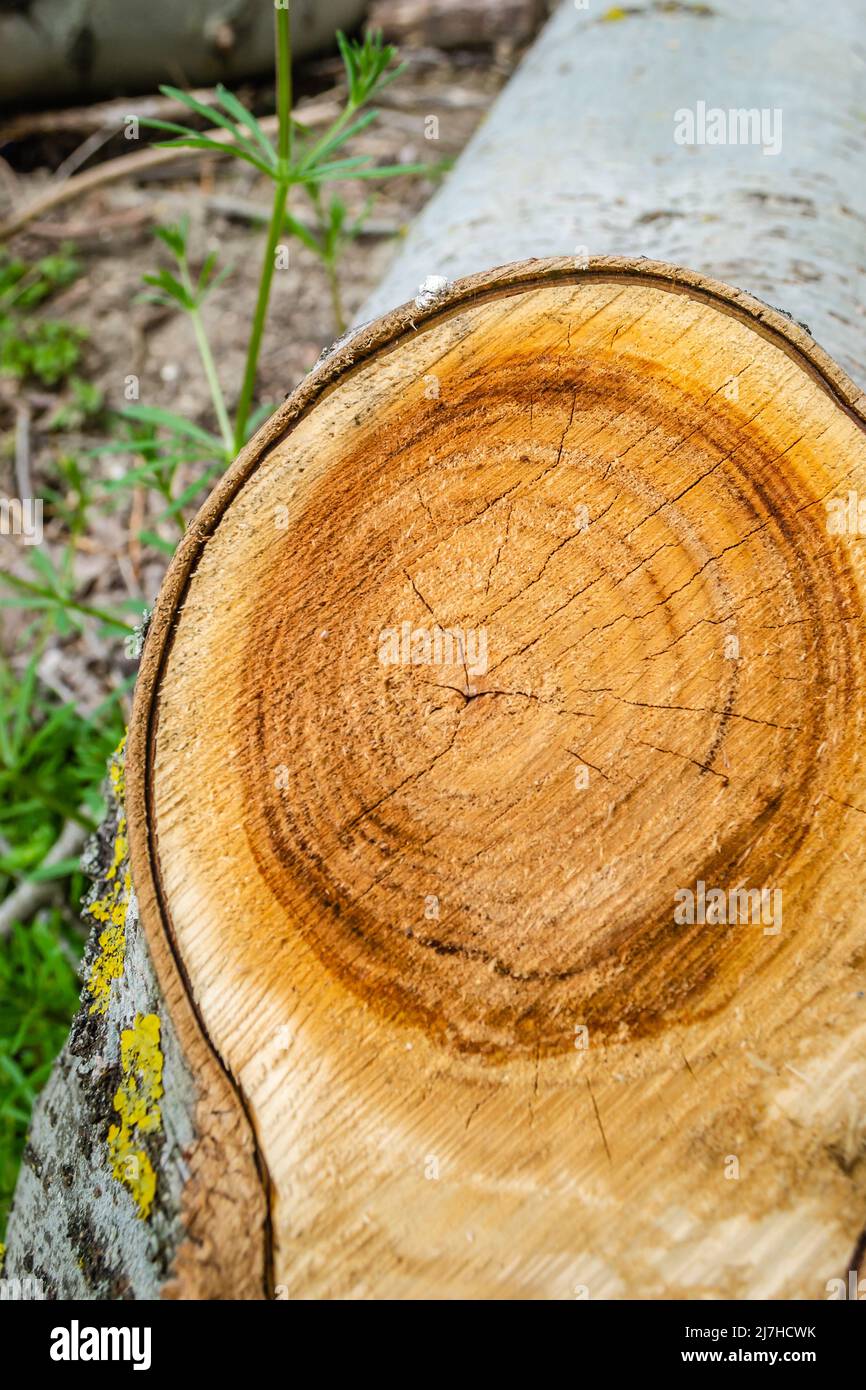 View of the cleared forest. View of the felled Topola tree and its rings. Planned deforestation. Stock Photo