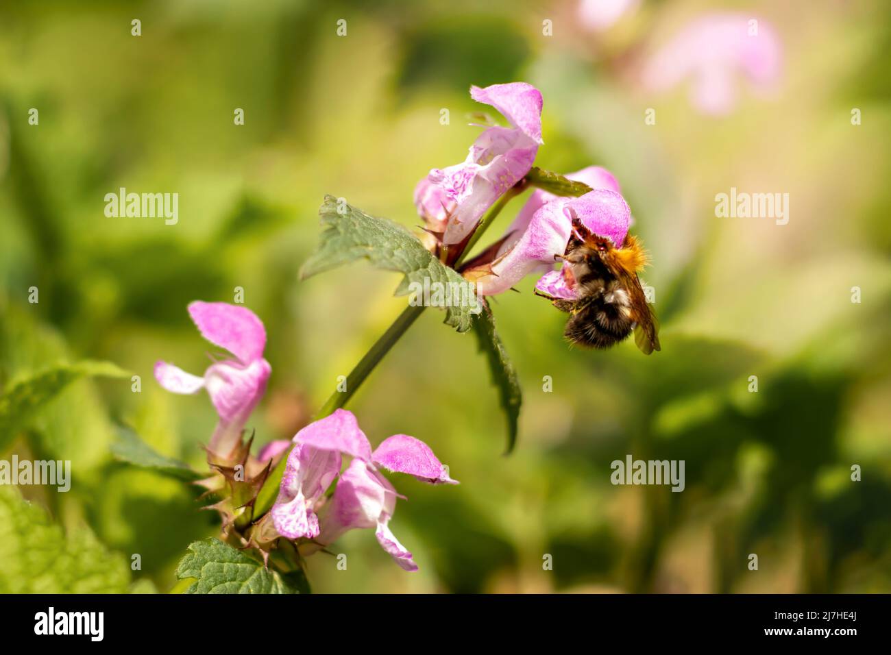 Close up honey bee in hi-res stock photography and images - Alamy