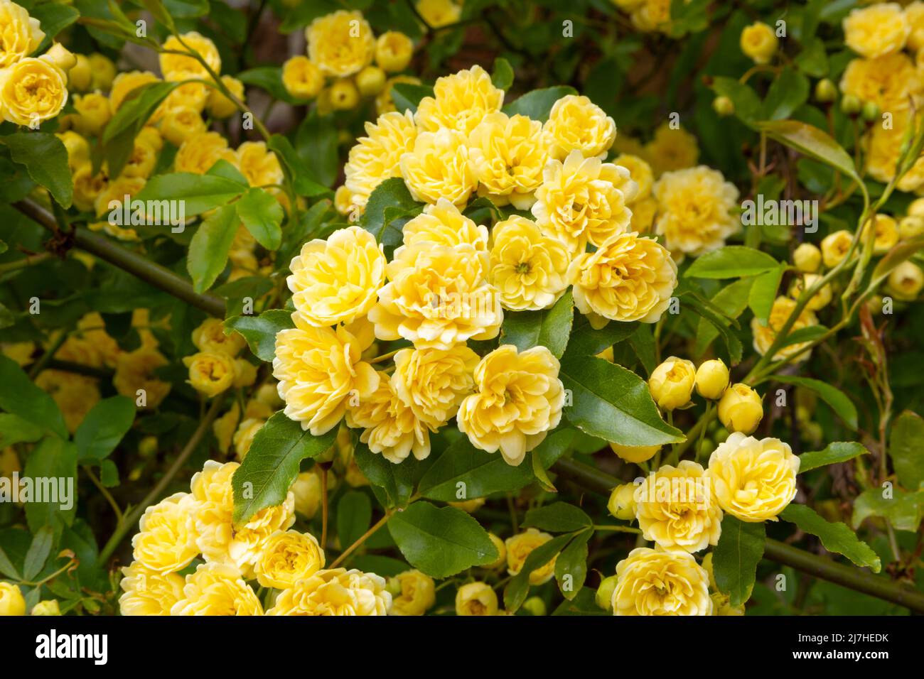 Rosa banksiae 'Lutea', uk garden Stock Photo