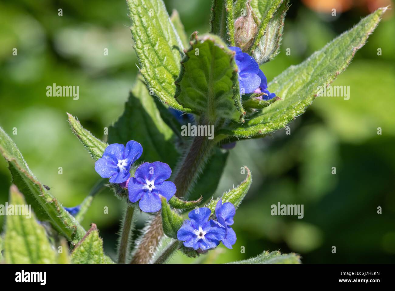 Close up of a green alkanet (pentaglottis sempervirens) plant Stock Photo