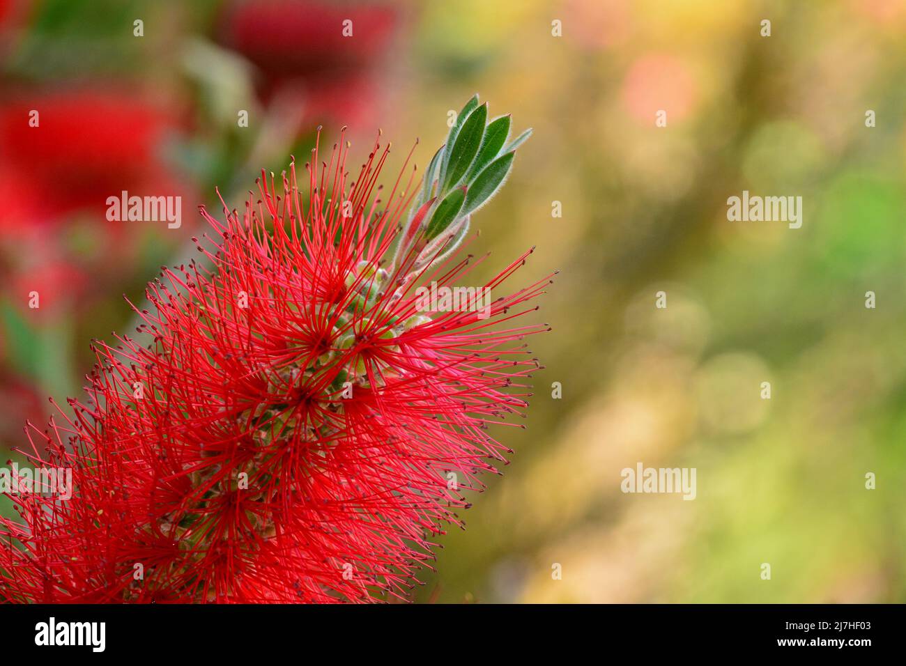 Detalle de la flor del árbol del cepillo, Callistemon citrinus, en primavera Stock Photo