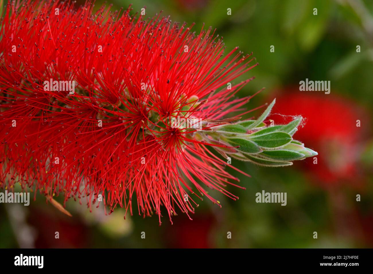 Detalle de la flor del árbol del cepillo, Callistemon citrinus, en primavera Stock Photo